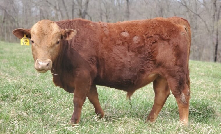 Voss Land & Cattle Company – Yearling Fullblood Bulls