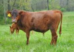 Yearling Fullblood Bulls – Missouri