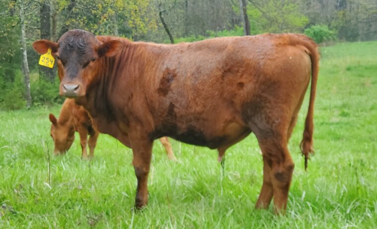 Yearling Fullblood Bulls – Missouri