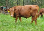 Yearling Fullblood Bulls – Missouri