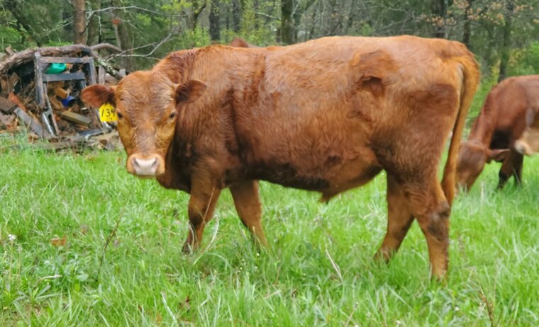 Yearling Fullblood Bulls – Missouri