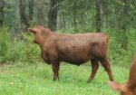 Yearling Fullblood Bulls – Missouri