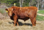 Yearling Fullblood Bulls – Missouri