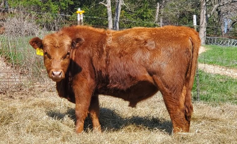 Yearling Fullblood Bulls – Missouri