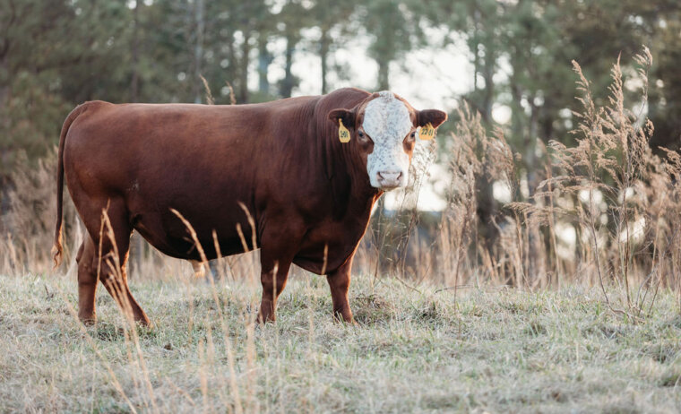 5 Yearlings and 3 Two-year olds and 1 Three year old