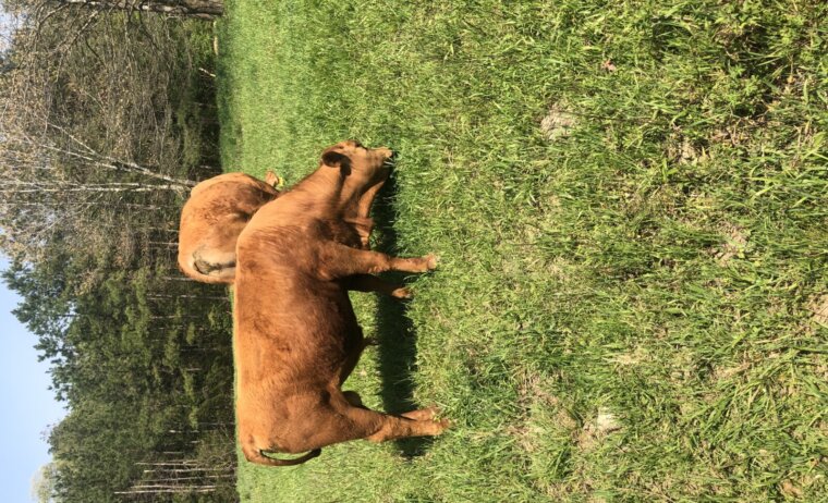 Fullblood yearling bull