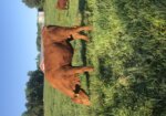 Fullblood yearling bull