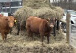 Percentage Yearling Bull