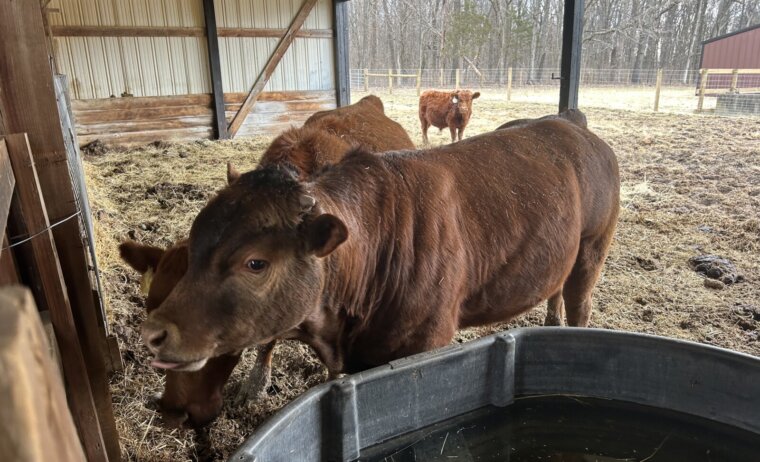Percentage Yearling Bull