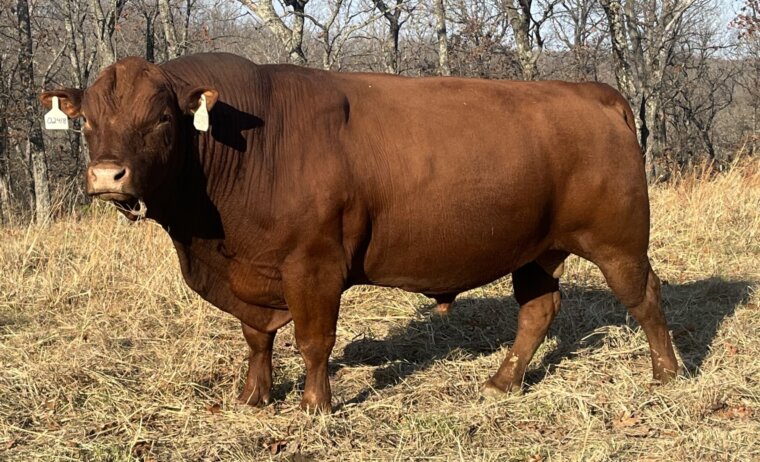 Heifer plus semen on H616 and 02418