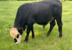 Mashona x South Poll Yearling Bull