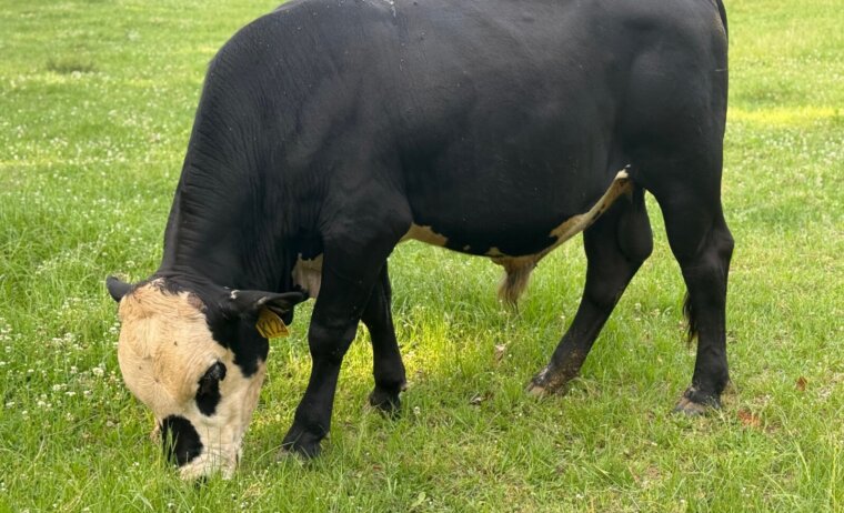 Mashona x South Poll Yearling Bull