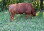 Greg Judy South Poll Bull 5 yr old
