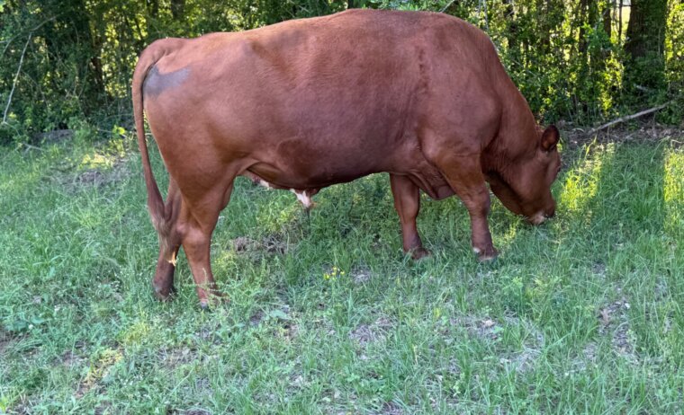 Greg Judy South Poll Bull 5 yr old