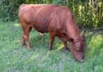 Greg Judy South Poll Bull 5 yr old