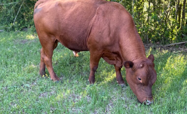 Greg Judy South Poll Bull 5 yr old