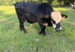 Mashona x South Poll Yearling Bull