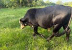 Mashona x South Poll Yearling Bull