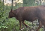 50% Heifers, 2-3 yr olds