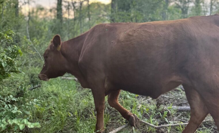 50% Heifers, 2-3 yr olds