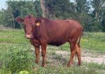 50% Heifers, 2-3 yr olds