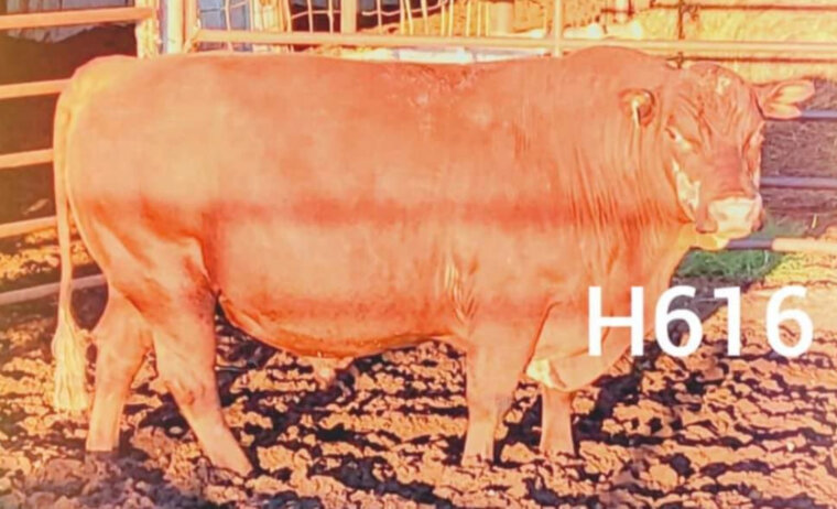 Heifer plus semen on H616 and 02418