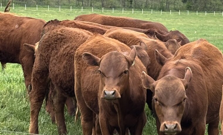 10 South Poll Steers