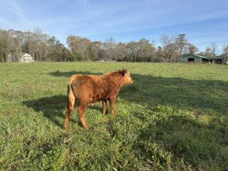 steer