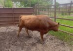 South Poll Bull #L388