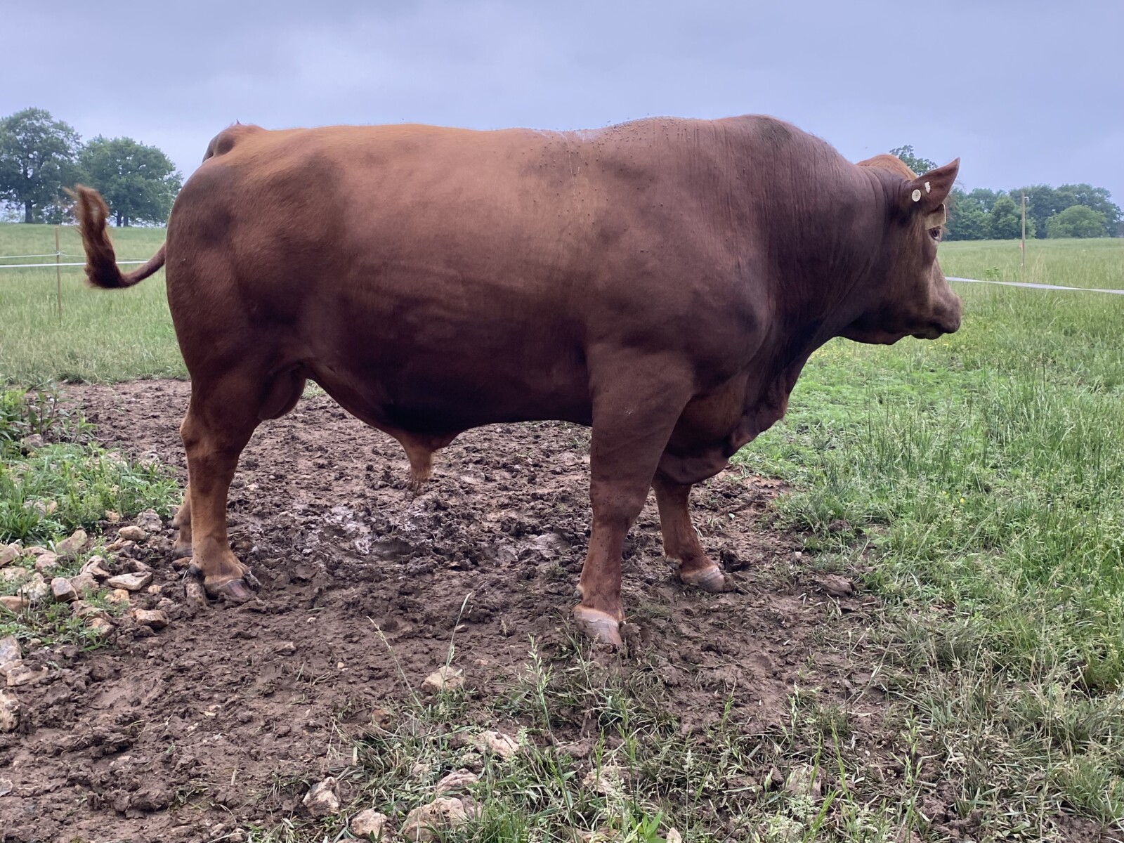 GENESIS #520 HEIFER PLUS AND CONVENTIONAL SEMEN