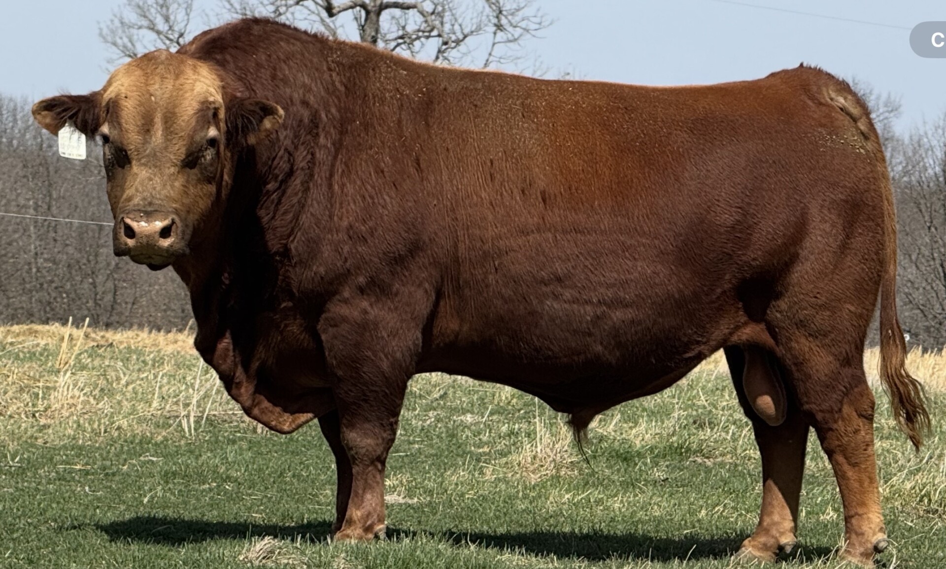 GENESIS #520 HEIFER PLUS AND CONVENTIONAL SEMEN