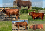 REGISTERED -PURE BRED HERD SIRE