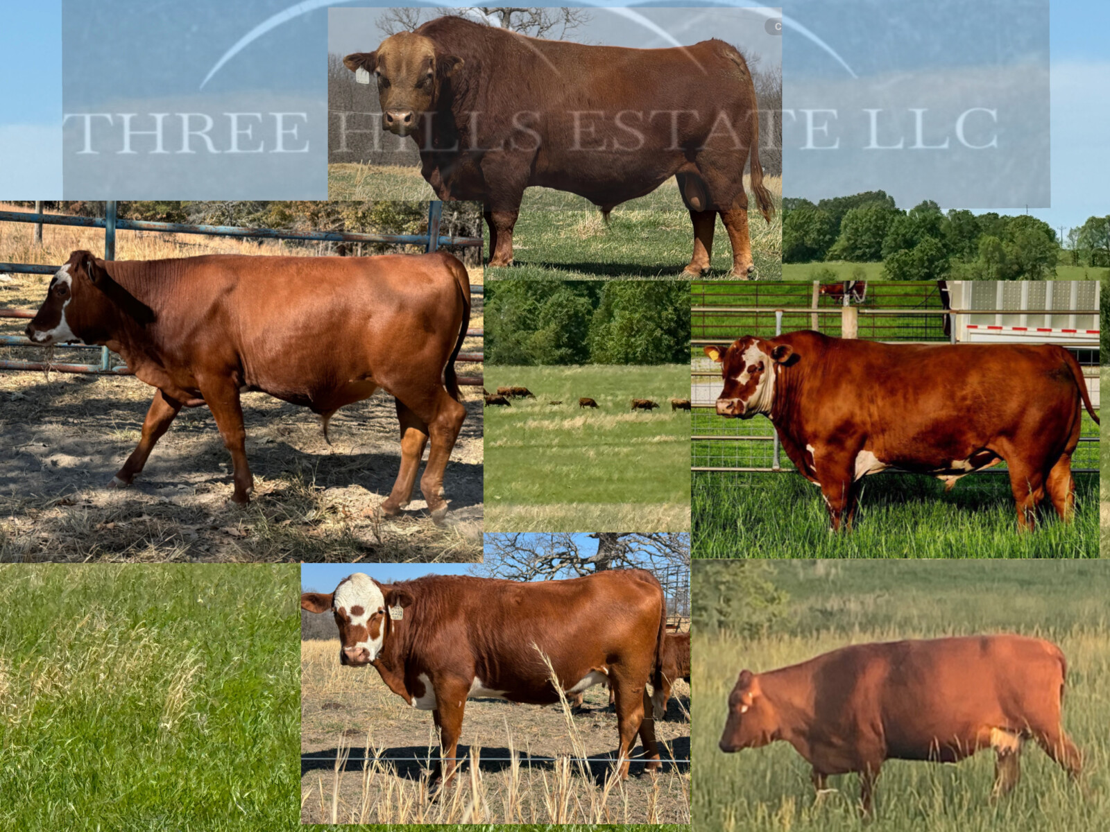 REGISTERED -PURE BRED HERD SIRE