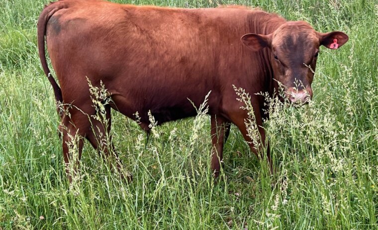 Fullblood yearling bull