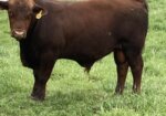2 Commercial Yearling South Poll Bulls