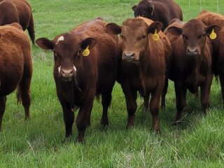 Spring-2024-Bulls-cropped