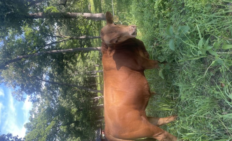 Two Purebred Yearling South Poll Bulls — Beaufort, MO
