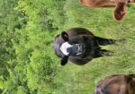 50% and higher heifers available