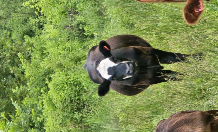 50% and higher heifers available