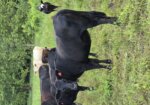 50% and higher heifers available