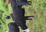 50% and higher heifers available