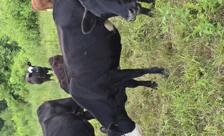50% and higher heifers available