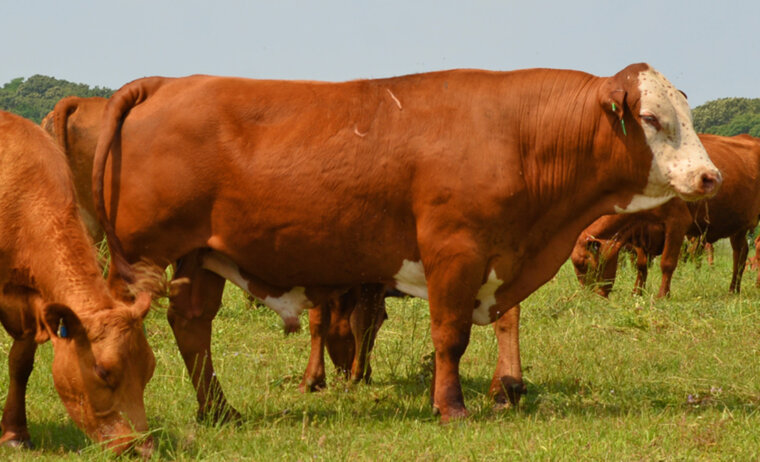 Semen – Fullblood Bull 1907 (Reg # 41711)