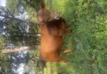 Two Purebred Yearling South Poll Bulls — Beaufort, MO