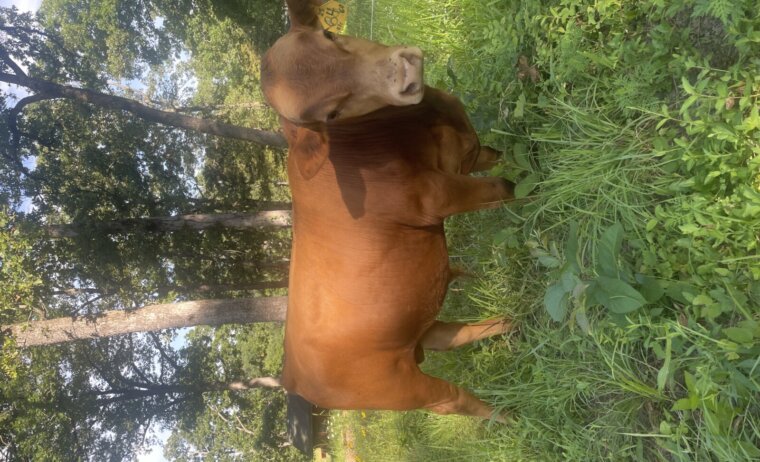 Two Purebred Yearling South Poll Bulls — Beaufort, MO