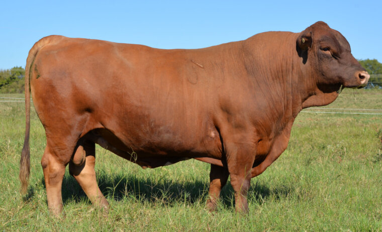 Semen – Fullblood Bull 1948 (Reg # 41719)