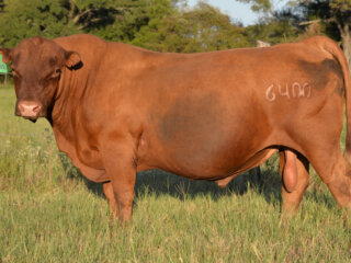 2024-10-03-Bull-6400-8-years-old