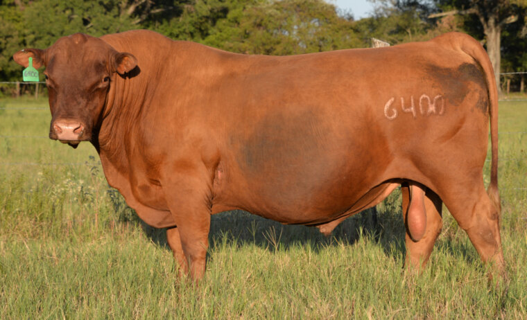 Semen – Fullblood Bull 6400