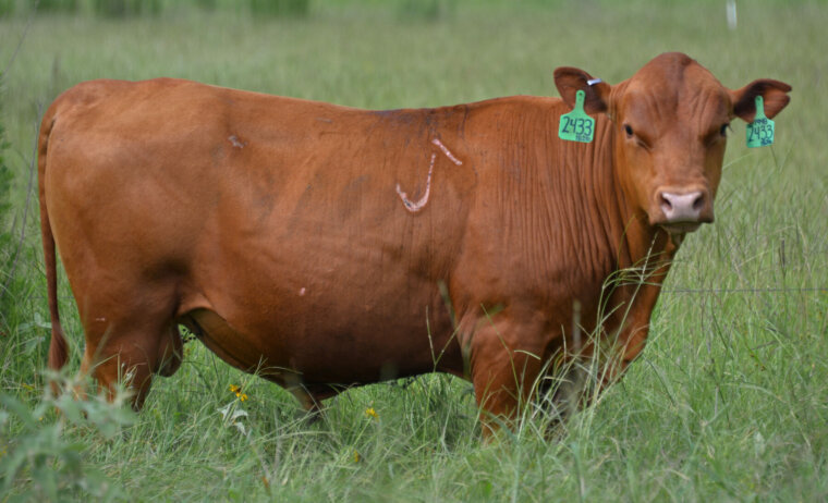 Fullblood Registered Bulls – Athens, Texas