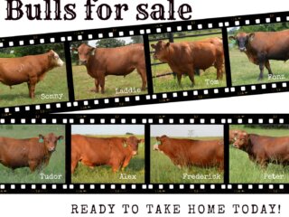 2025-Bulls-Film-Photo-Collage